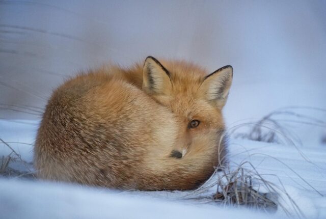 На Украину снова движется холод с ночными морозами и мокрым снегом