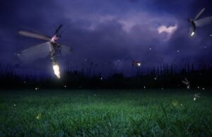 Светлячки научились применять «музыкальную броню» против летучих мышей