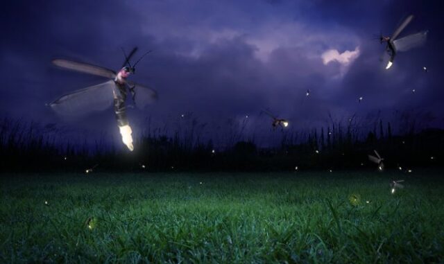 Светлячки научились применять «музыкальную броню» против летучих мышей