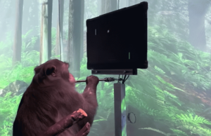 Ученые из проекта Neuralink научили обезьяну играть в Pong силой мысли