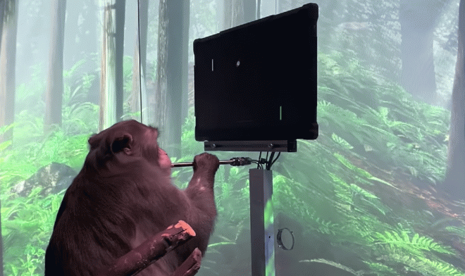 Ученые из проекта Neuralink научили обезьяну играть в Pong силой мысли 