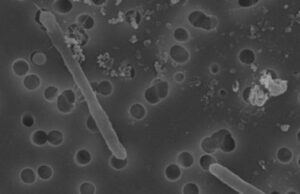 Ученые нашли бактерию, которая не меняется уже 175 миллионов лет