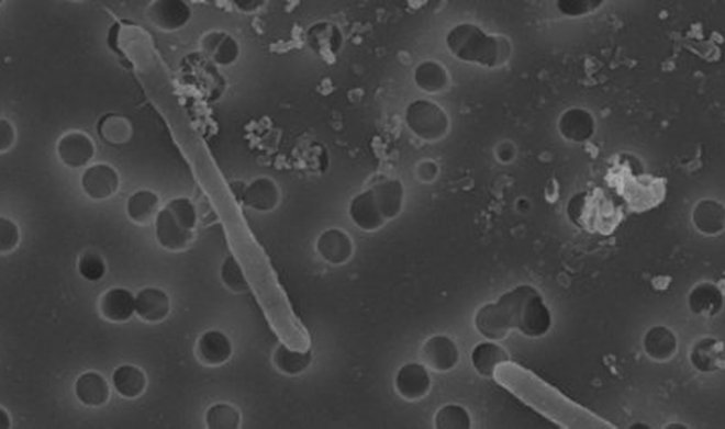 Ученые нашли бактерию, которая не меняется уже 175 миллионов лет 
