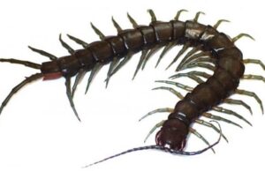 В Японии нашли новую сколопендру – самую крупную в стране