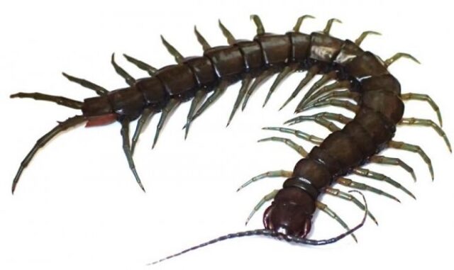 В Японии нашли новую сколопендру – самую крупную в стране