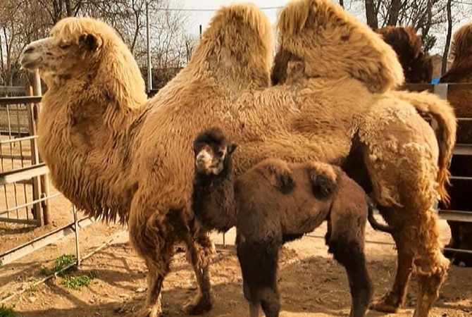 В одесском зоопарке родился милый верблюжонок