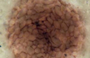 Это странное создание – древнейшее известное многоклеточное существо возрастом в миллиард лет