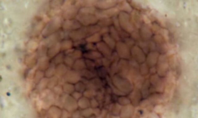 Это странное создание – древнейшее известное многоклеточное существо возрастом в миллиард лет