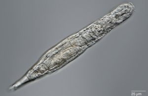 Российские ученые вернули к жизни сибирских коловраток после 24 000 лет анабиоза