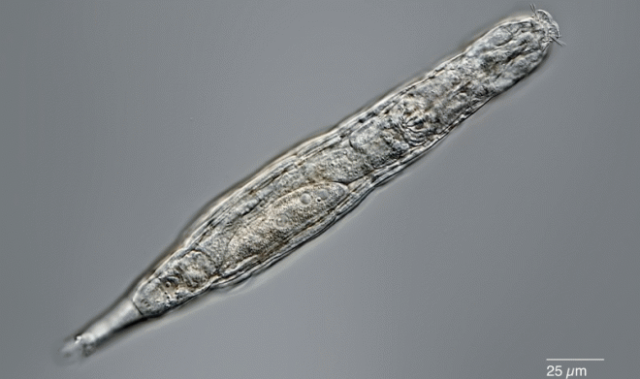 Российские ученые вернули к жизни сибирских коловраток после 24 000 лет анабиоза