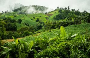 Бразильские индейцы обвиняют президента страны в геноциде