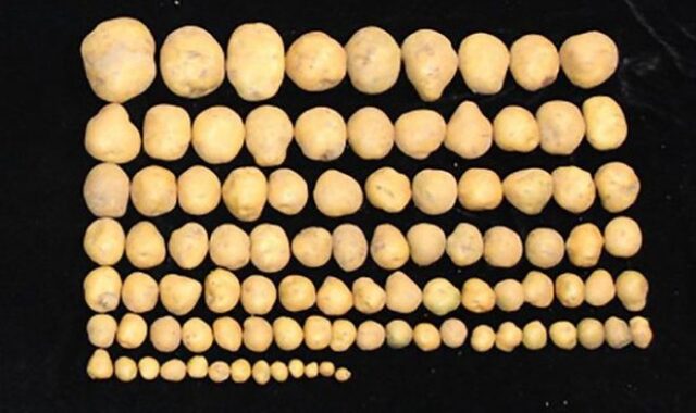 Ген человеческого ожирения помог вырастить гигантский картофель