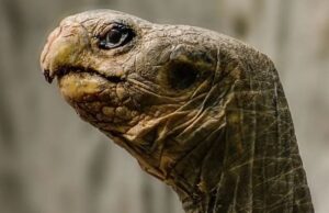 Ученые впервые засняли, как охотятся черепахи – медленно, но неотвратимо