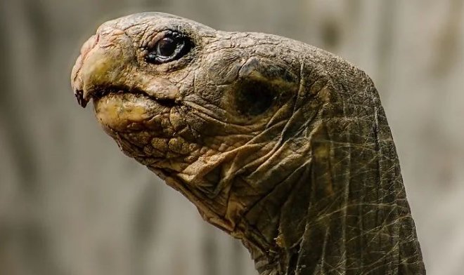 Ученые впервые засняли, как охотятся черепахи – медленно, но неотвратимо 