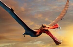 В Австралии нашли останки «летающего дракона» возрастом 110 миллионов лет