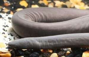 В США впервые обнаружили причудливое земноводное – широкоголовую червягу