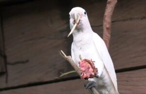 Дикие какаду – единственные не-приматы, кто научился делать и применять инструменты