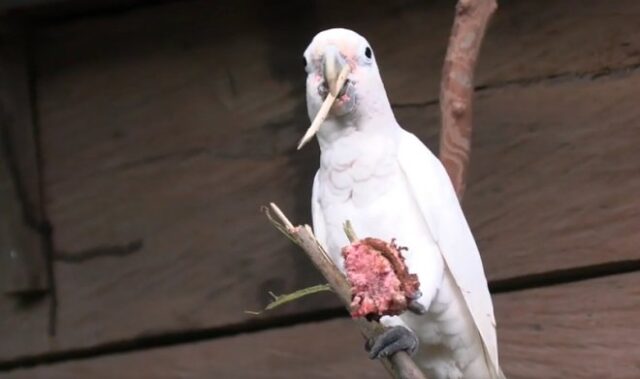 Дикие какаду – единственные не-приматы, кто научился делать и применять инструменты