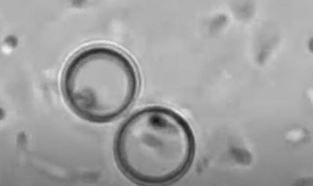 Ученые создали искусственную клетку, воспроизводящую главную функцию живого прототипа