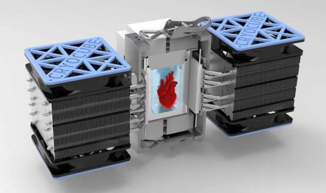 Ученые заставили рукотворное сердце биться после глубокой заморозки