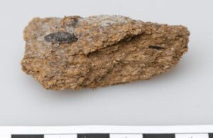 2700 лет назад европейские шахтеры закусывали пиво голубым сыром