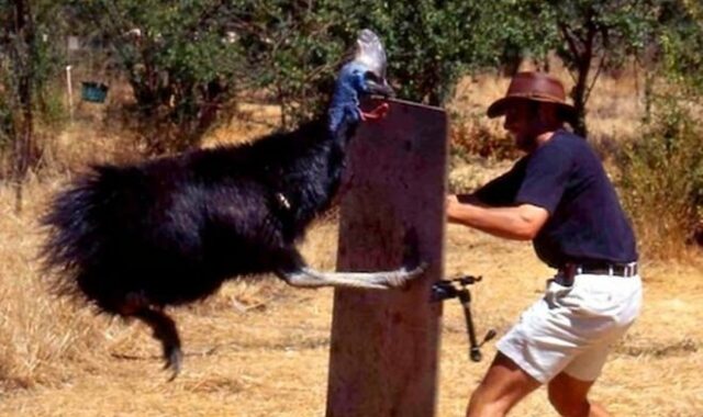 Древние люди выращивали казуаров, чтобы те их не убивали