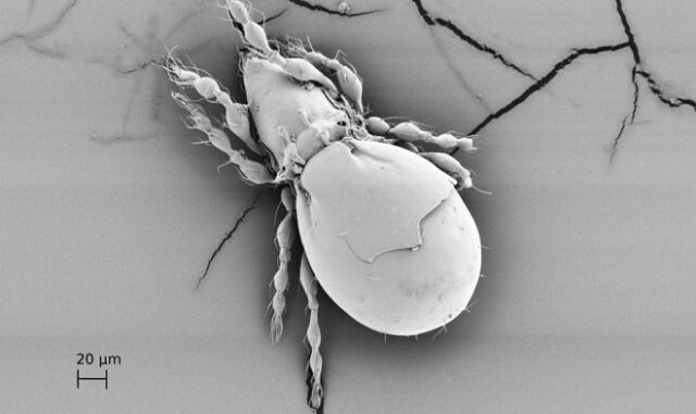 Этот древний клещ отказался от секса и искусно выживает уже миллионы лет