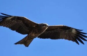 Странное квантовое чутье помогает птицам чувствовать магнитное поле Земли