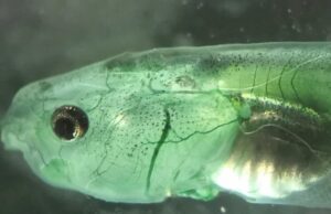 Ученые создали живое существо, которое не нуждается в дыхании