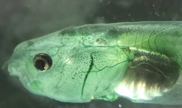 Ученые создали живое существо, которое не нуждается в дыхании