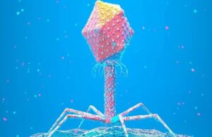 В природе существуют вирусы, которым мы должны быть благодарны за нашу эволюцию