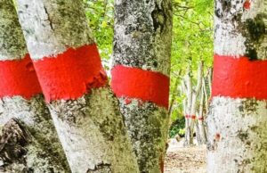 «Дерево смерти» – что из себя представляет и где растет самое ядовитое в мире дерево