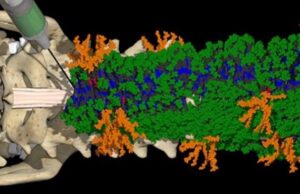 Единственная инъекция «танцующих молекул» вернула парализованным мышам способность ходить