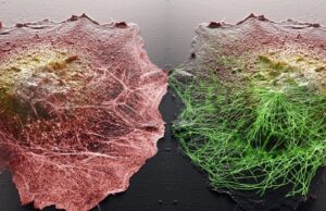 Новая технология дает невероятные возможности наблюдения за внутренней жизнью клеток