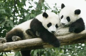 Причудливый черно-белый окрас панд оказался весьма эффективной формой камуфляжа