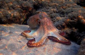 Ученые признали осьминогов и крабов разумными существами