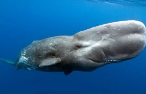 Ученые работают над созданием ИИ-переводчика, который позволит понимать язык китов