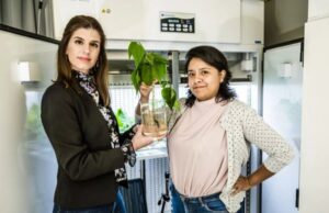 Ученые создали растения, способные накапливать электричество в корнях