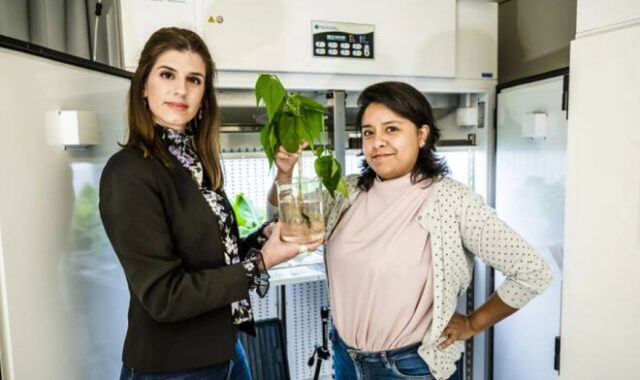 Ученые создали растения, способные накапливать электричество в корнях