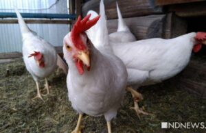 В Дании вспышка птичьего гриппа