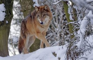 В США волки предотвращают ДТП с оленями