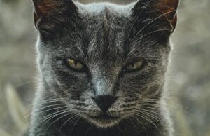 Фелинологи разработали анкету, которая покажет, насколько ваша кошка склонна к психопатии