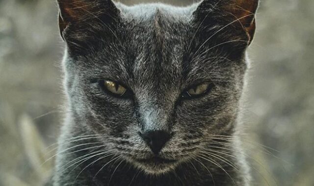 Фелинологи разработали анкету, которая покажет, насколько ваша кошка склонна к психопатии