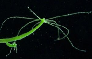 Гидра использует травмы как шанс на создание особей с новым генетическим кодом