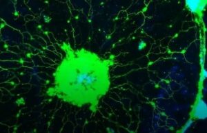 Ученые смогли увидеть работу несуществующего разума живой медузы