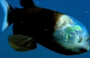 Вблизи Калифорнии засняли чрезвычайно редкую прозрачную рыбу