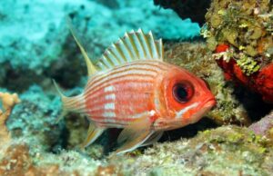 Исследователи выяснили, что большинство рыб общается с помощью звуков