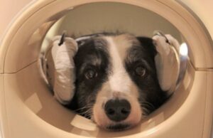 Нейробиологи обнаружили у собак способность различать языки