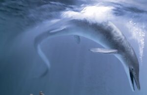 В США найдены останки самого древнего морского гиганта, когда-либо жившего на Земле