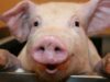 Датские биологи научились интерпретировать хрюканье свиней